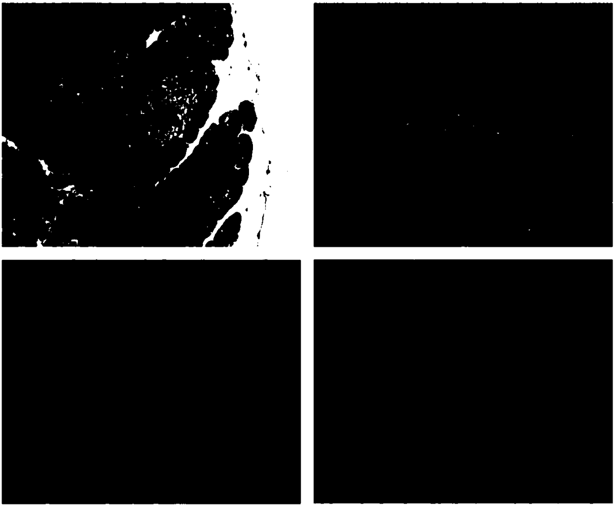 Rapid modeling method for childhood rat type 1 diabetes mellitus