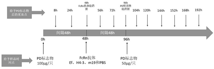 Sustained-release anti-FcRn antibody or antigen binding fragment and application thereof