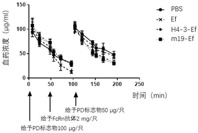 Sustained-release anti-FcRn antibody or antigen binding fragment and application thereof