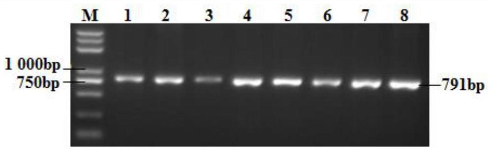 A Breeding Method of Multi-locus Aggregation Effect Analysis for Improving Lamb Size of Hu Sheep