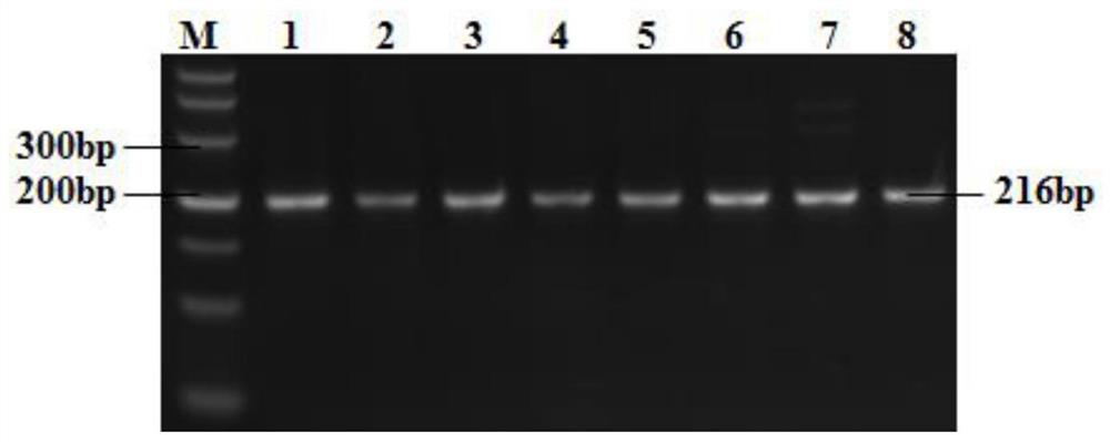 A Breeding Method of Multi-locus Aggregation Effect Analysis for Improving Lamb Size of Hu Sheep