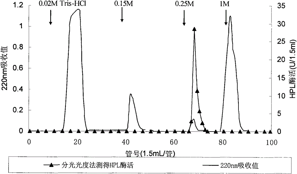 Method for preparing electrophoresis pure amaranth 13-hydroperoxide lyase