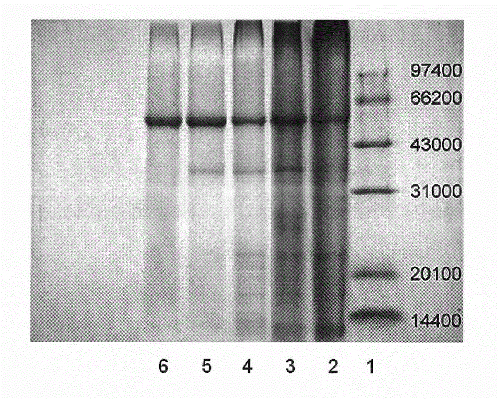 Method for preparing electrophoresis pure amaranth 13-hydroperoxide lyase