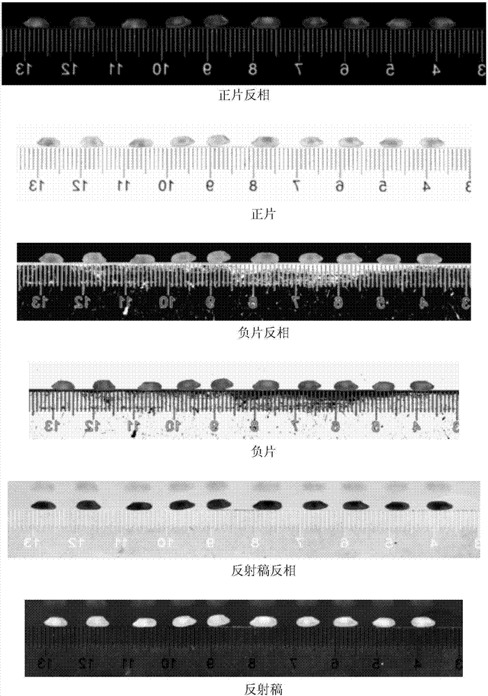 Method for detecting chalkiness of rice