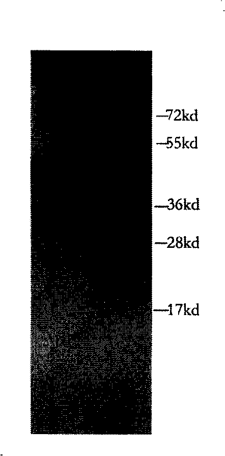 Polypeptide for preparing anti-PINK1 polyclonal antiserum and application thereof