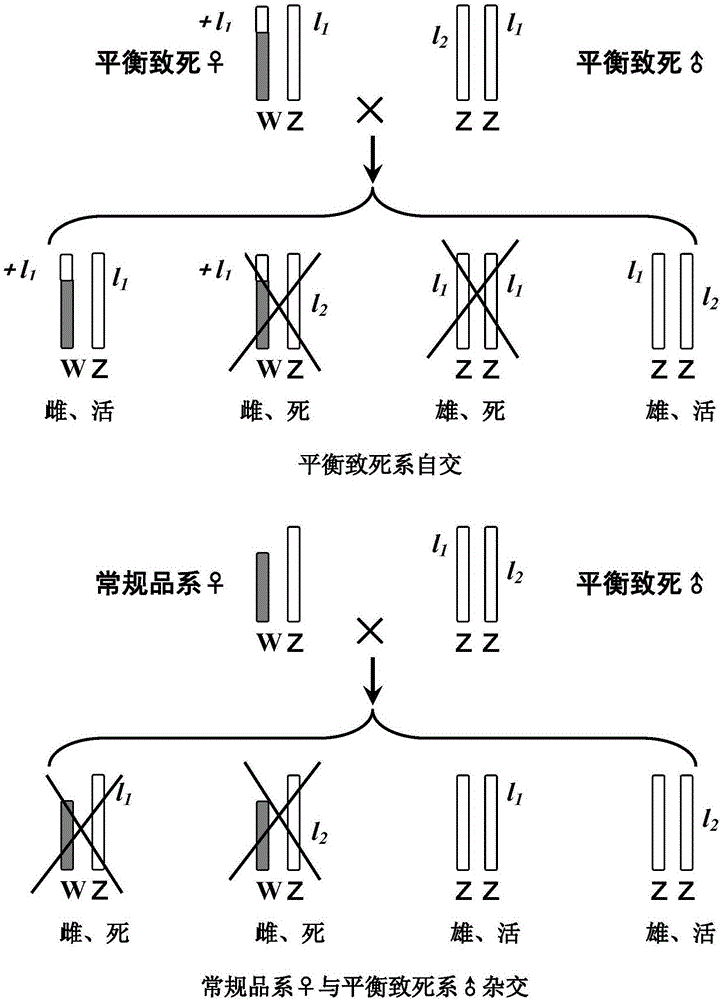 Silkworm breeding method capable of realizing whole male silkworms after two successive generation hybridization through controlling sex ratio