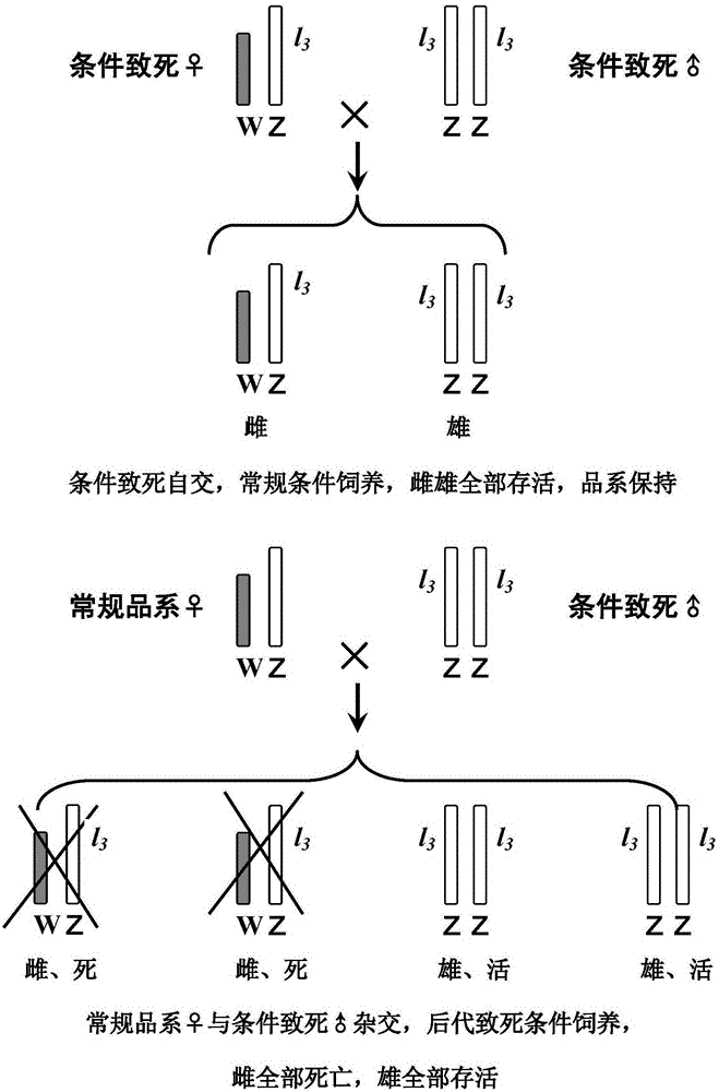 Silkworm breeding method capable of realizing whole male silkworms after two successive generation hybridization through controlling sex ratio