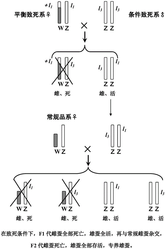 Silkworm breeding method capable of realizing whole male silkworms after two successive generation hybridization through controlling sex ratio