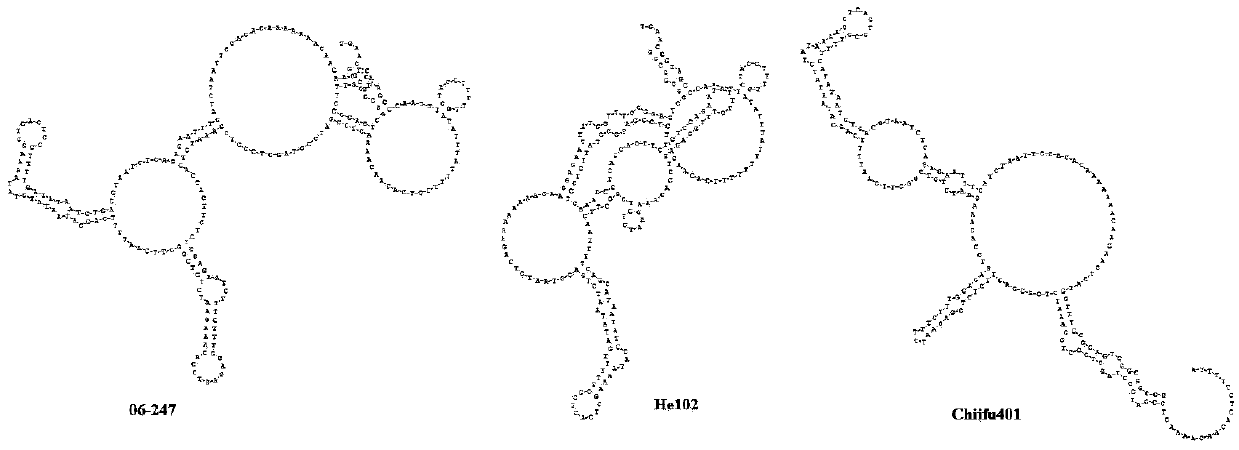 InDel mark relating to mutation of untranslated region of Chinese cabbage PHYB gene mRNA5'and application thereof