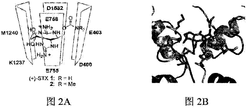 Methods and compositions for studying, imaging, and treating pain