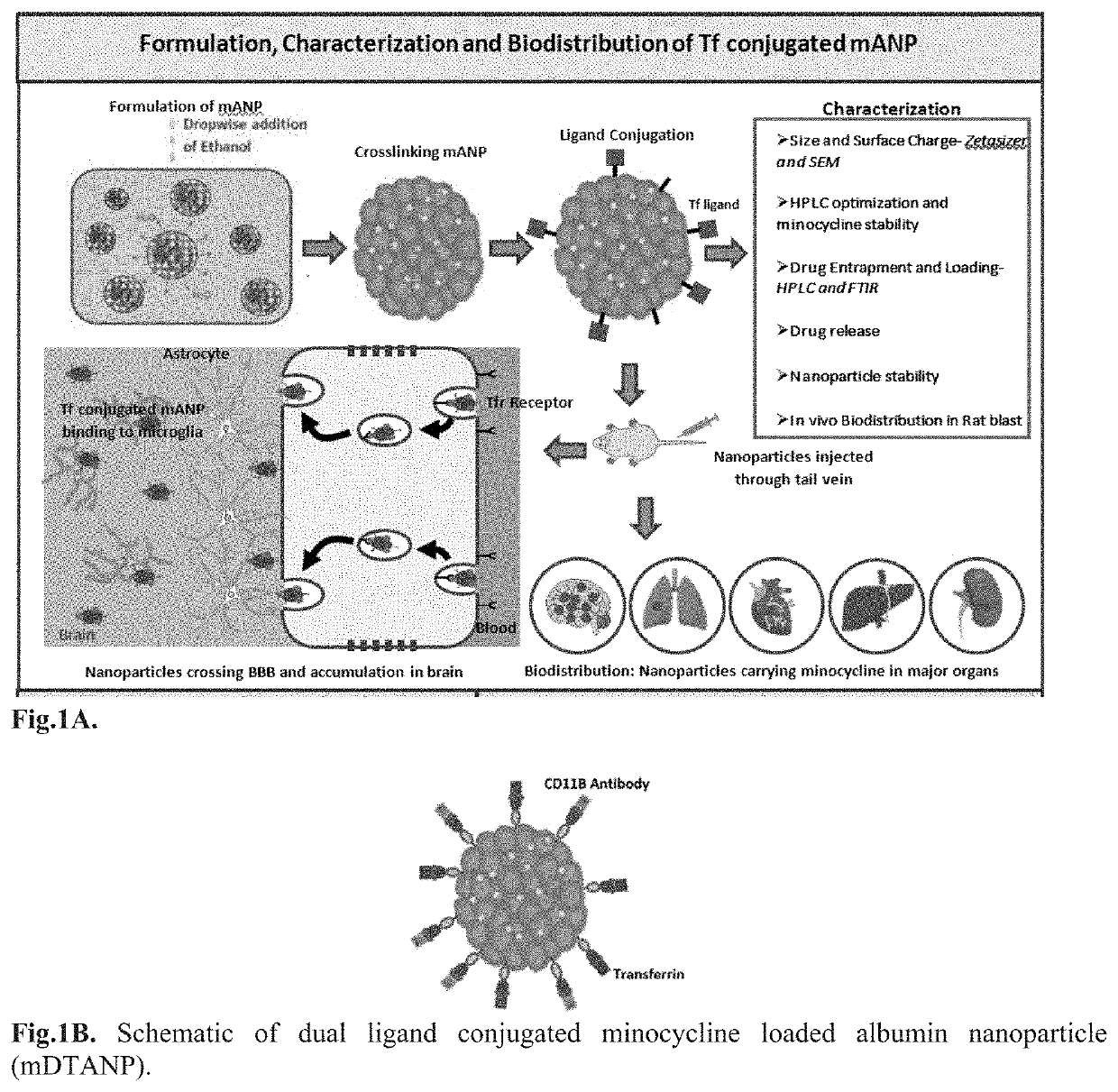 Targeted Nanoparticle For The Treatment Of Traumatic Brain Injury And Other CNS Diseases