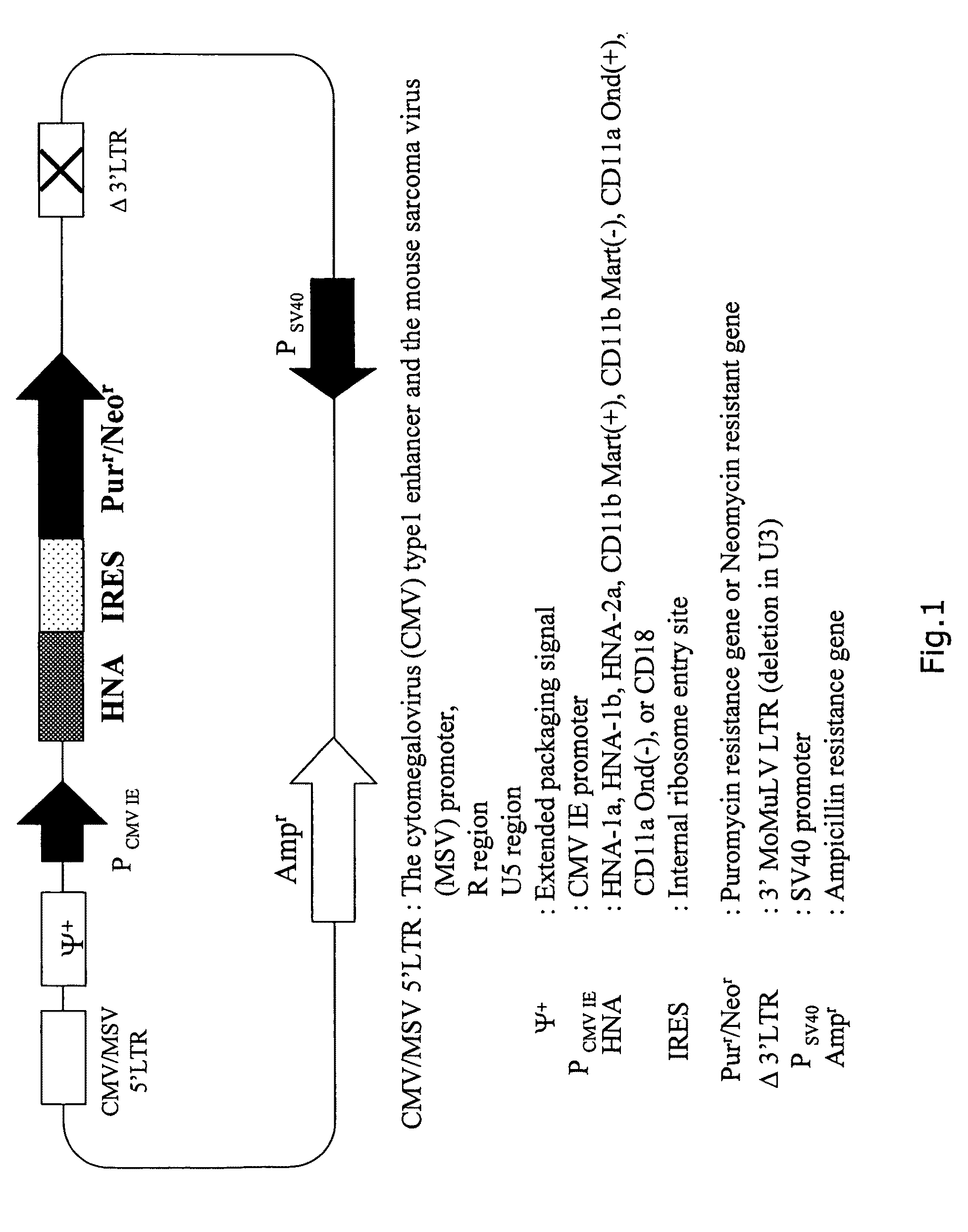 Panel cell used for granulocyte antibody detection