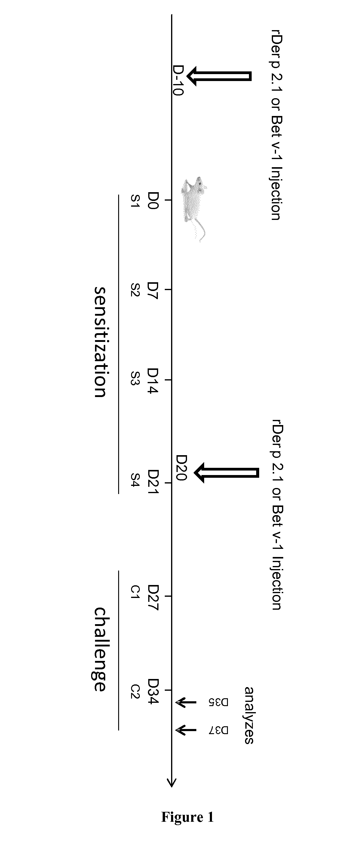 Polypeptides for use in the Prophylactic Treatment of Allergic Asthma