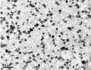 Quaternized chitosan/siRNA composite particle-loaded skin regeneration material and preparation method thereof