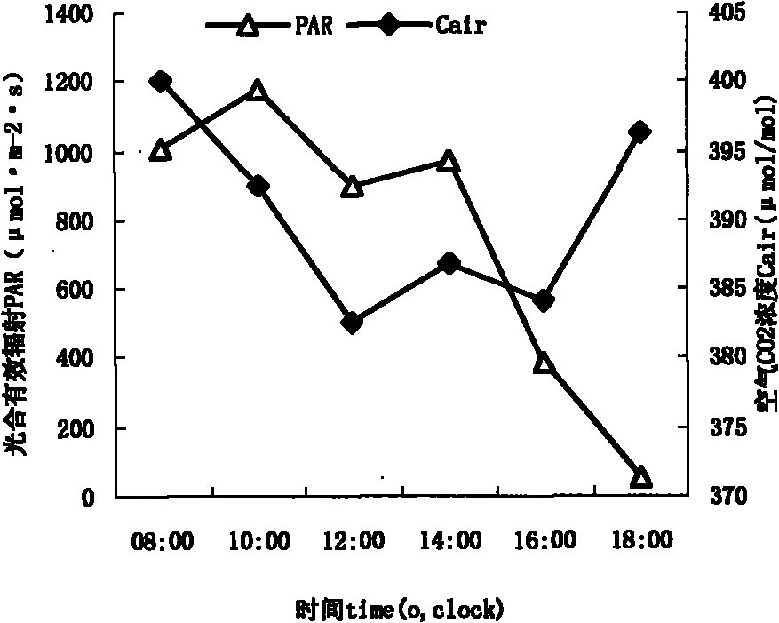 Method for improving photosynthetic capacity of tall fescue by adopting saline soil filled with waste crumb rubber