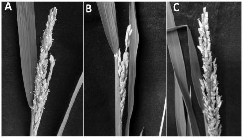 Application of OsDGD2beta gene in cultivating male sterile rice varieties