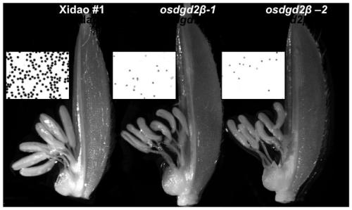 Application of OsDGD2beta gene in cultivating male sterile rice varieties