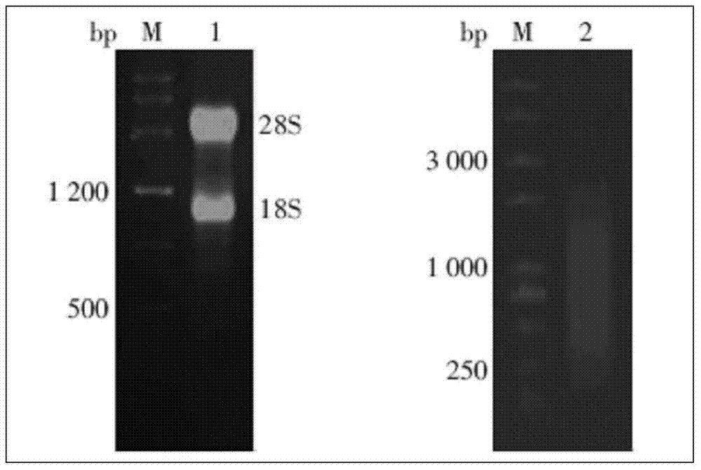 Babesia microti Bm186 antigen and application thereof