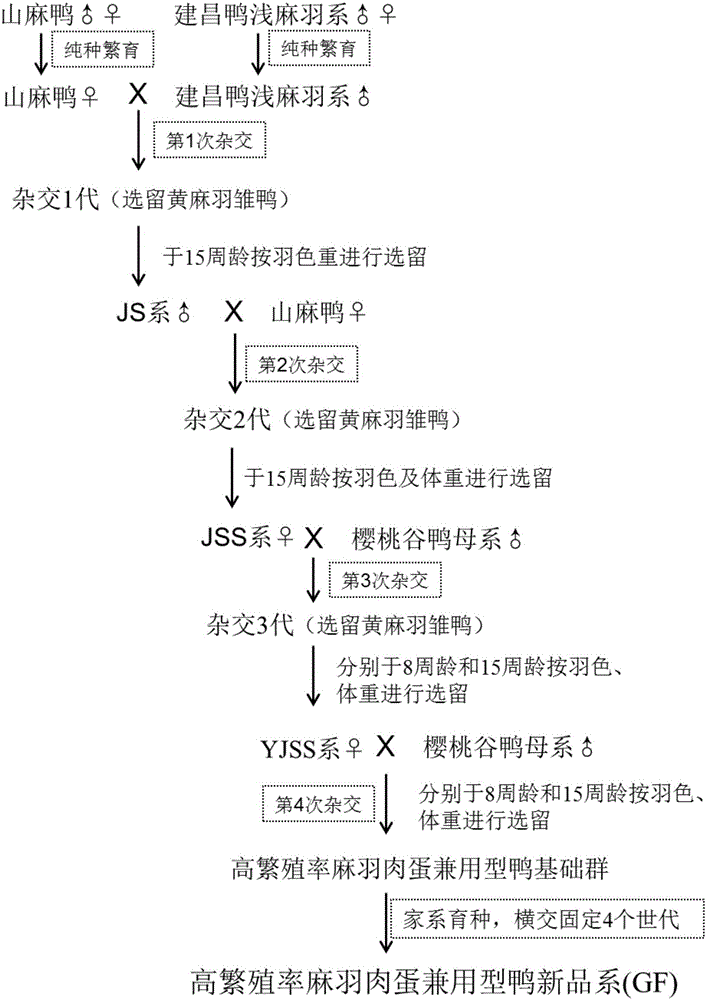 Cultivation method for speckle feather, meat and egg multi-purpose type duck with high reproductive rate