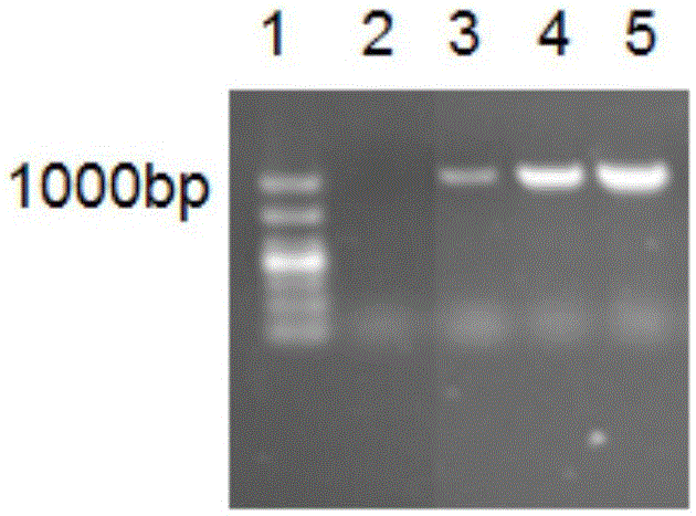 Hybridoma cell line 7D7 secreting CAV-2 monoclonal antibody, monoclonal antibody secreted by hybridoma cell line 7D7, and applications of monoclonal antibody