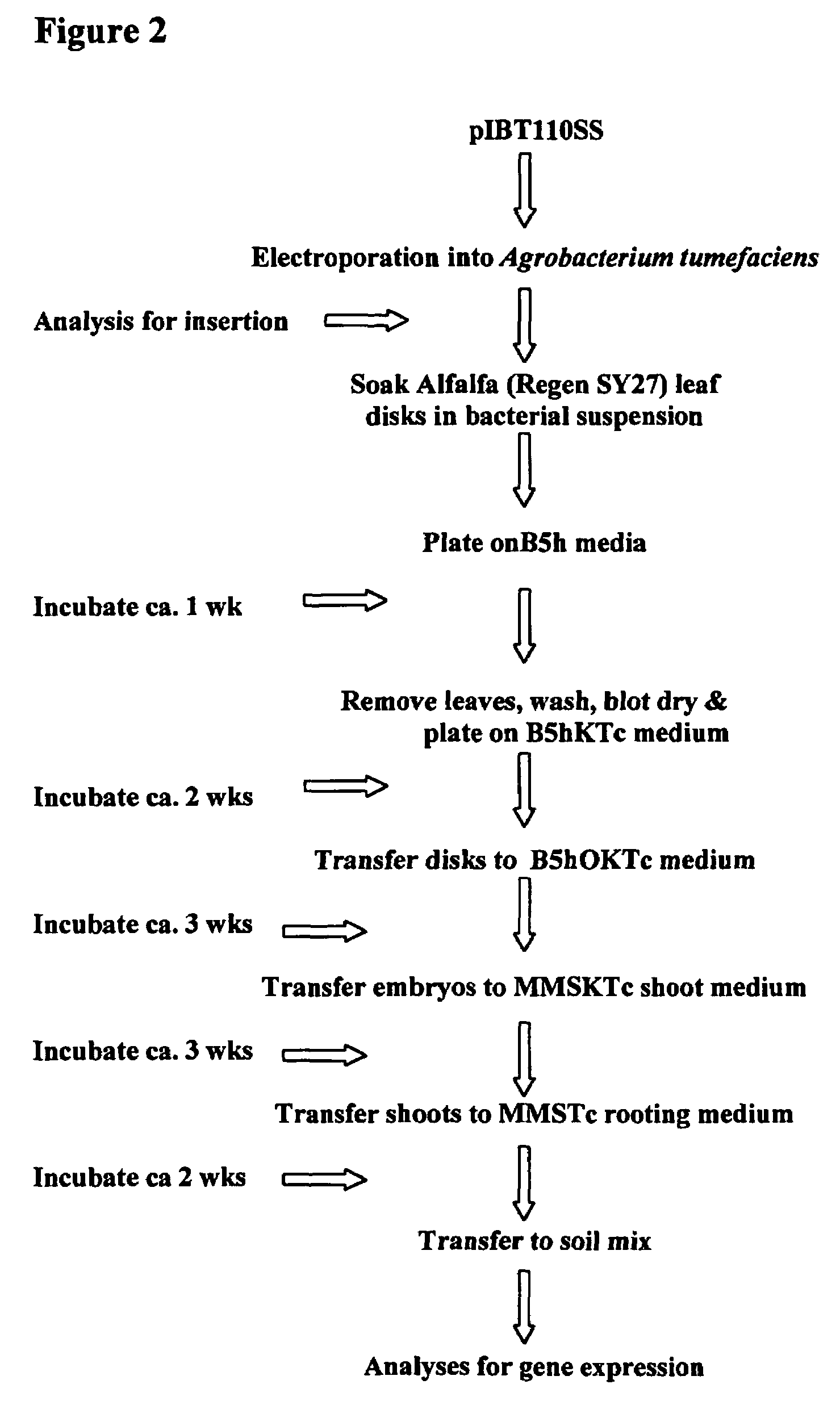 Expression of spider silk proteins in higher plants