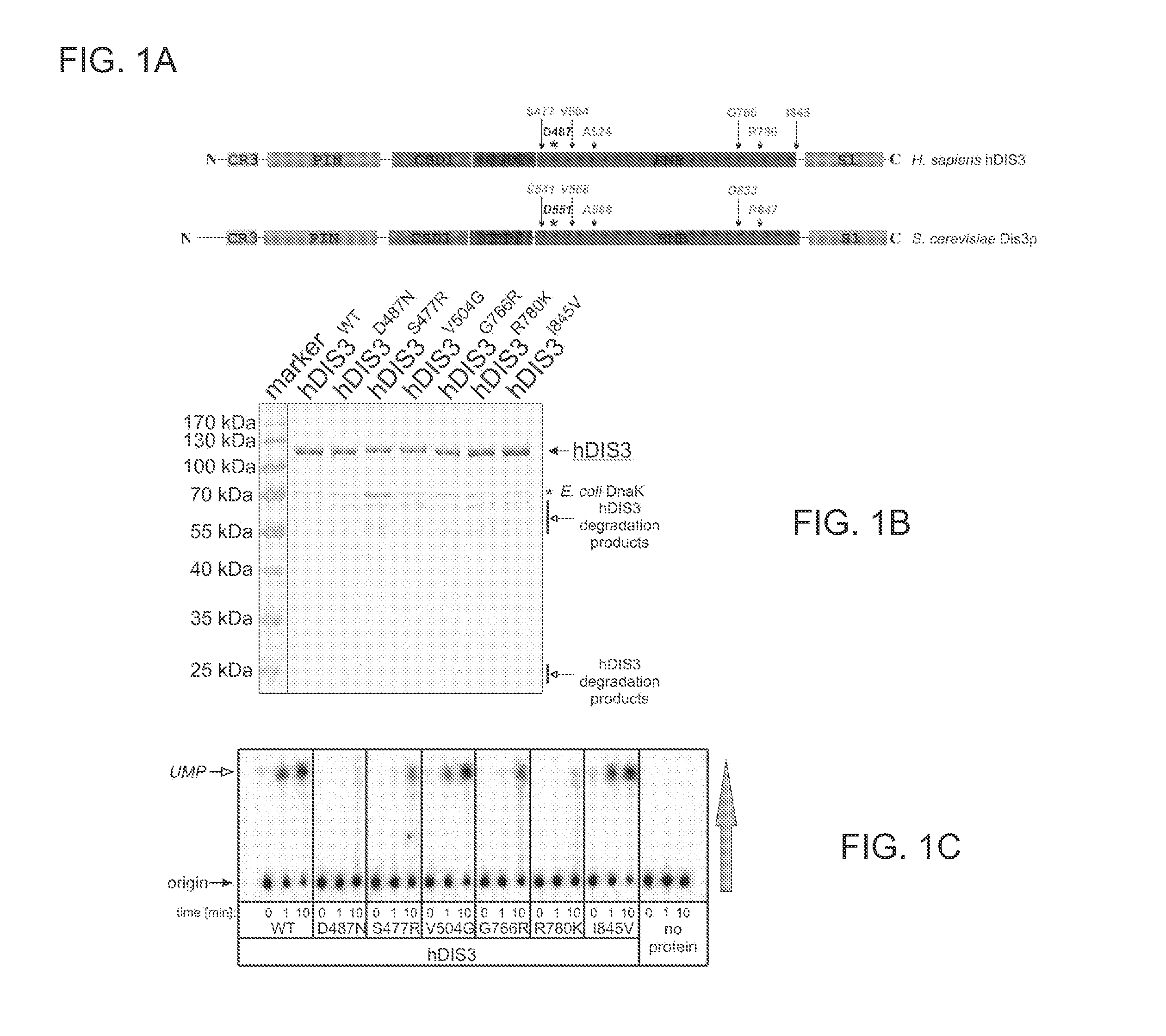 Method for selection of hDIS3 PIN domain inhibitors and use of hDIS3 PIN domain inhibitors for cancer treatment