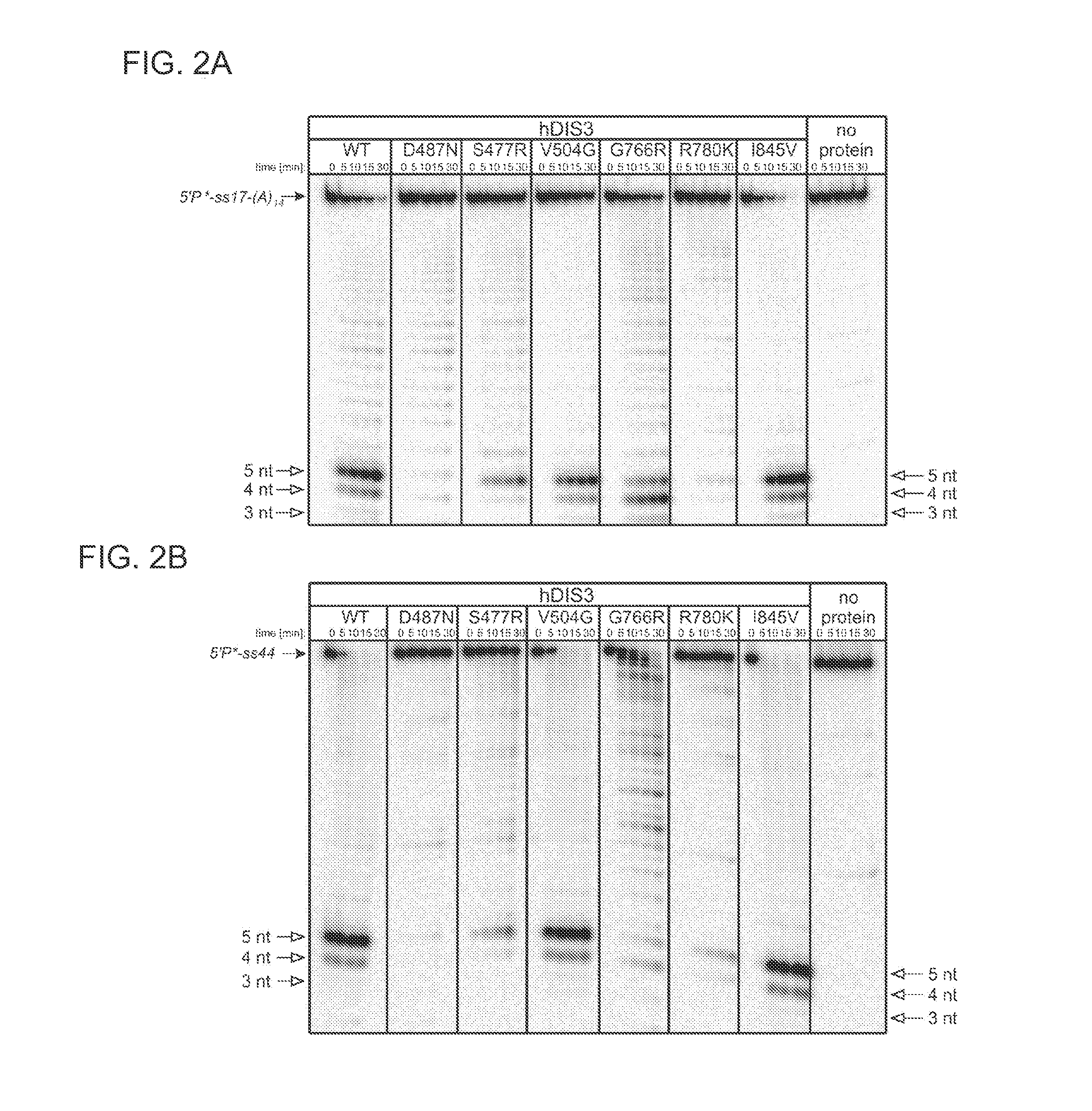 Method for selection of hDIS3 PIN domain inhibitors and use of hDIS3 PIN domain inhibitors for cancer treatment