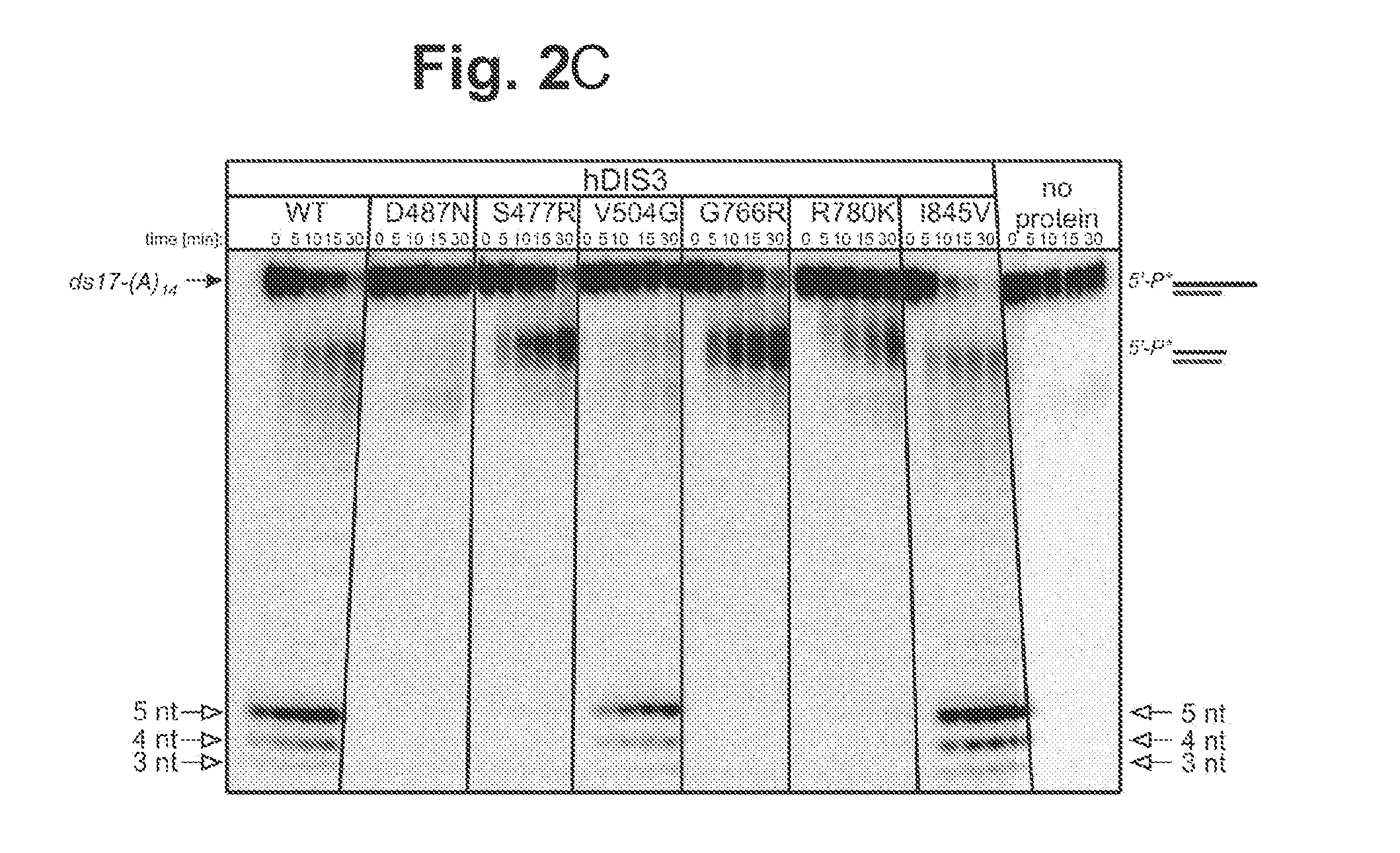 Method for selection of hDIS3 PIN domain inhibitors and use of hDIS3 PIN domain inhibitors for cancer treatment