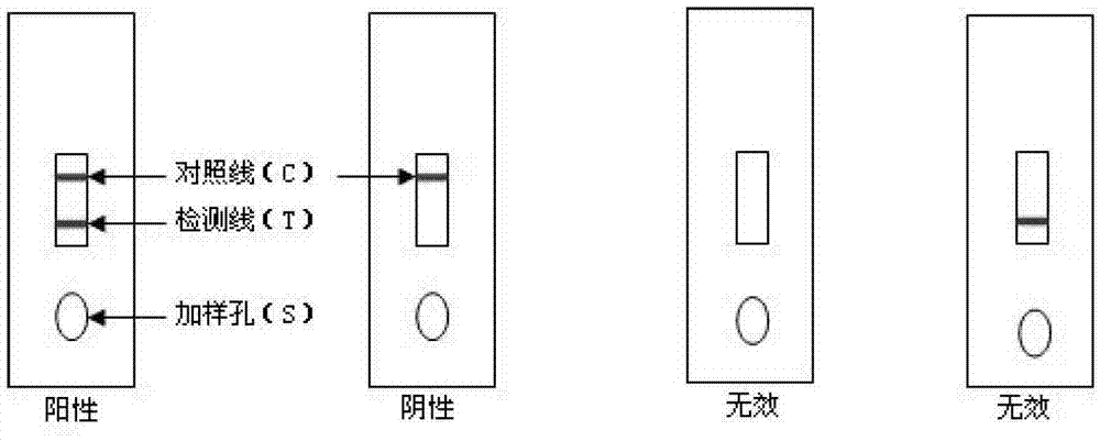 Colloidal gold rapid diagnosis test paper of porcine 2 type torque teno virus antibody and preparation method thereof