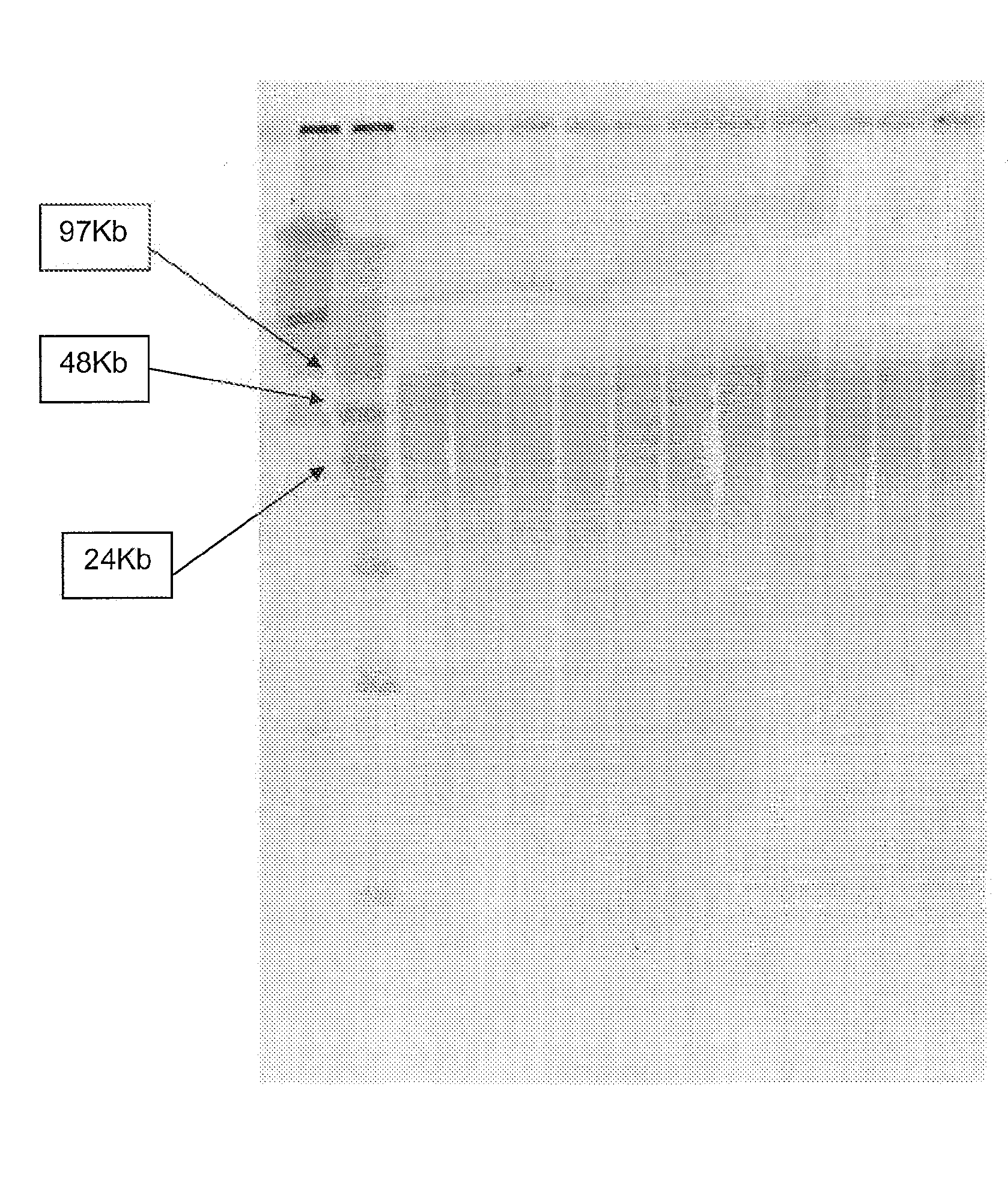 Nucleic acid purification method