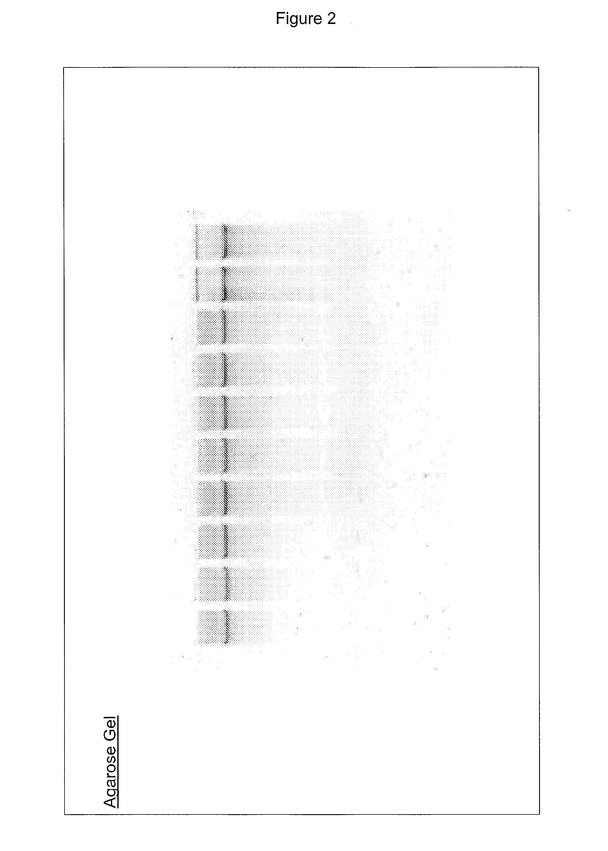 Nucleic acid purification method