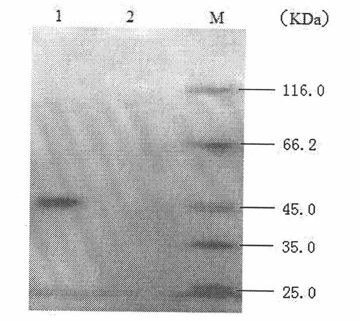 Acidic belta-mannase VMAN, gene thereof and application