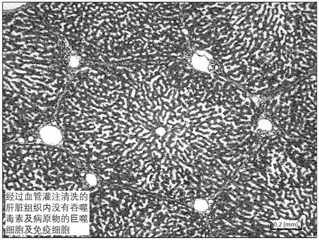 Toxin-removed animal liver food and processing method thereof