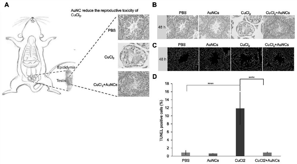 Application of gold nanoclusters and medicine for relieving male reproductive toxicity of copper ions