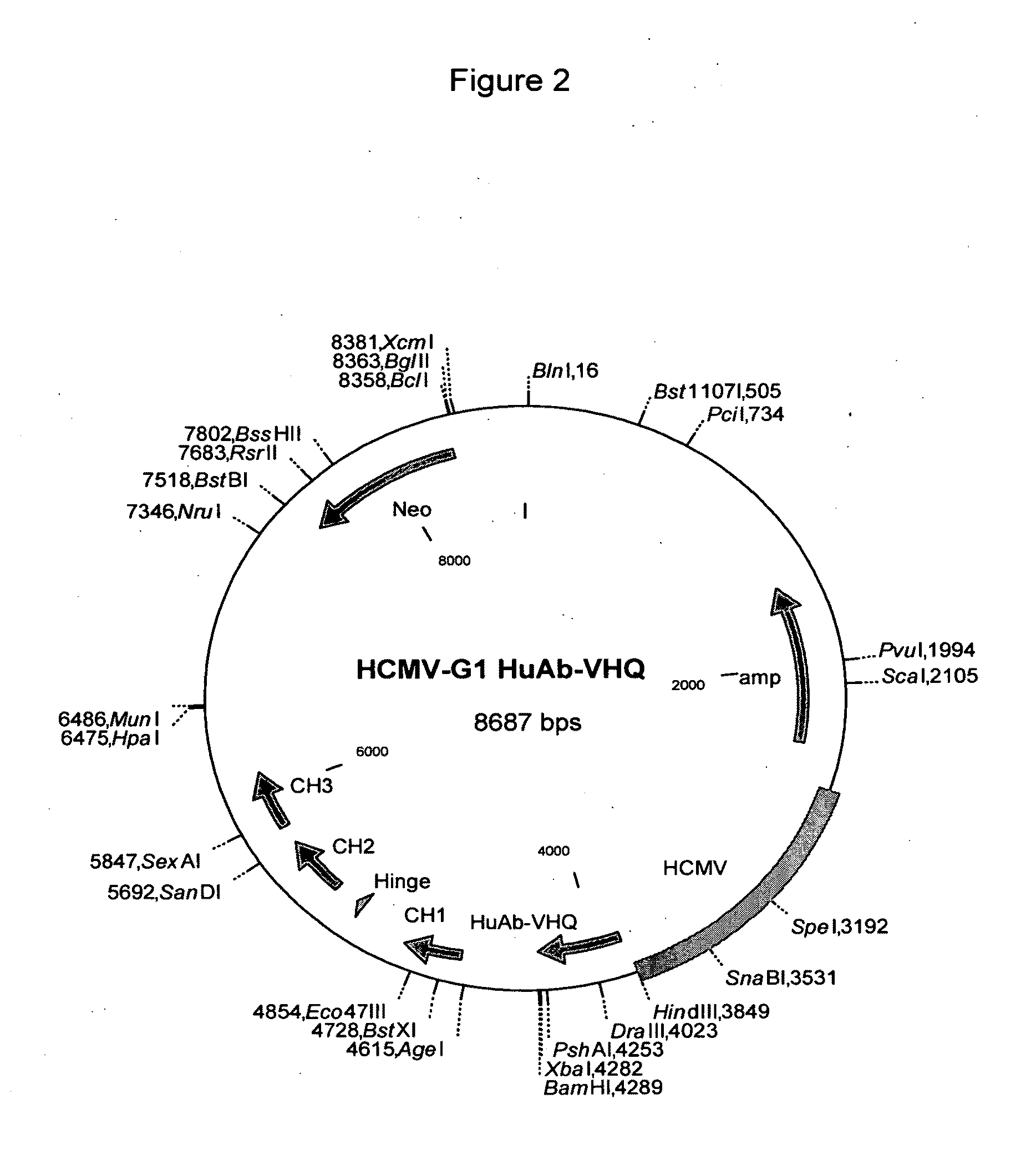 Therapeutic Binding Molecules