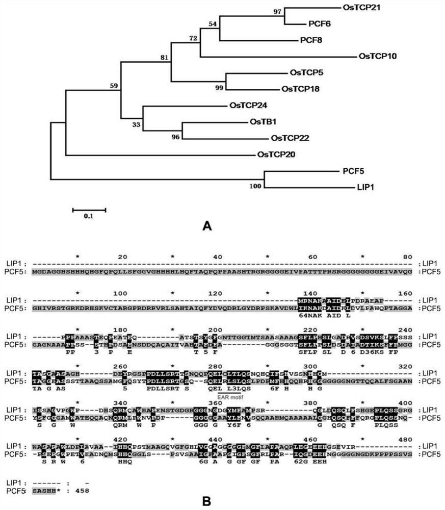 Function and application of transcription inhibitor LIP1 for regulating and controlling rice yield