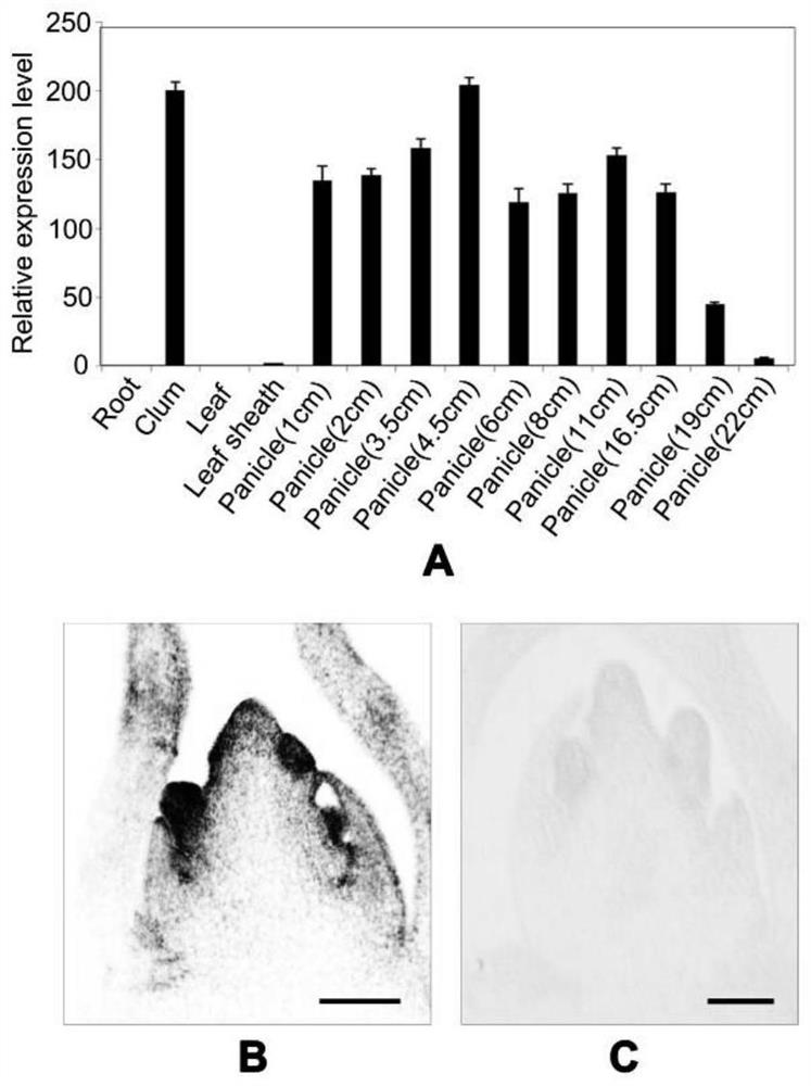 Function and application of transcription inhibitor LIP1 for regulating and controlling rice yield