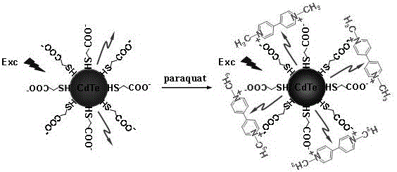 Chemical preparation method of cdte quantum dot fluorescent probe for detection of trace paraquat