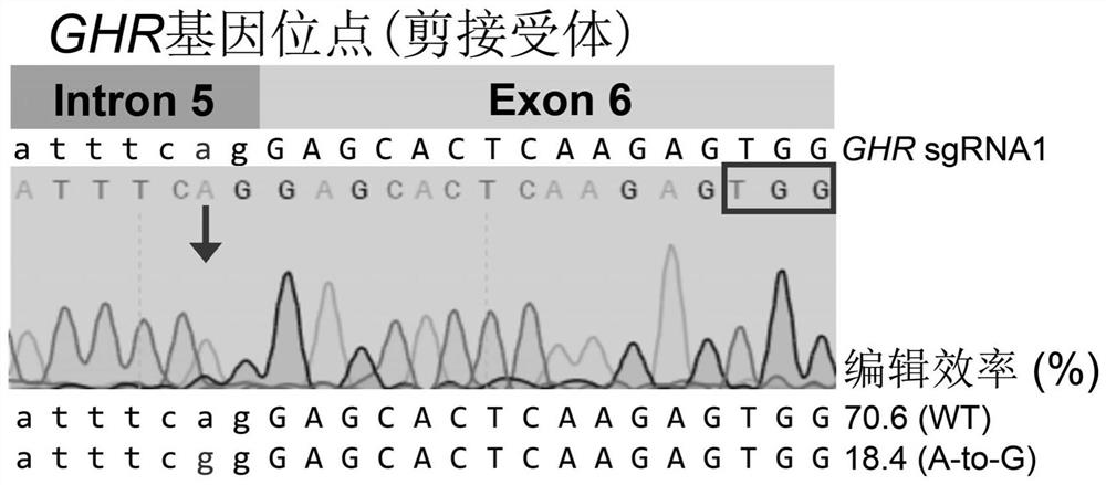 Construction method of dwarf syndrome animal model