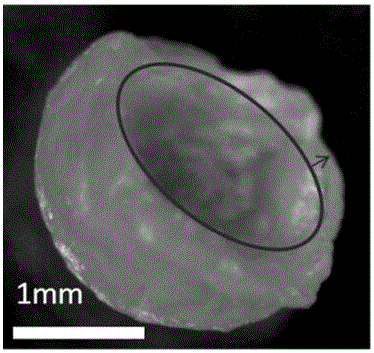 Preparation method of natural macromolecular hollow microspheres