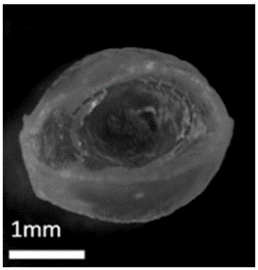 Preparation method of natural macromolecular hollow microspheres