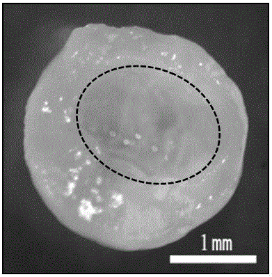 Preparation method of natural macromolecular hollow microspheres