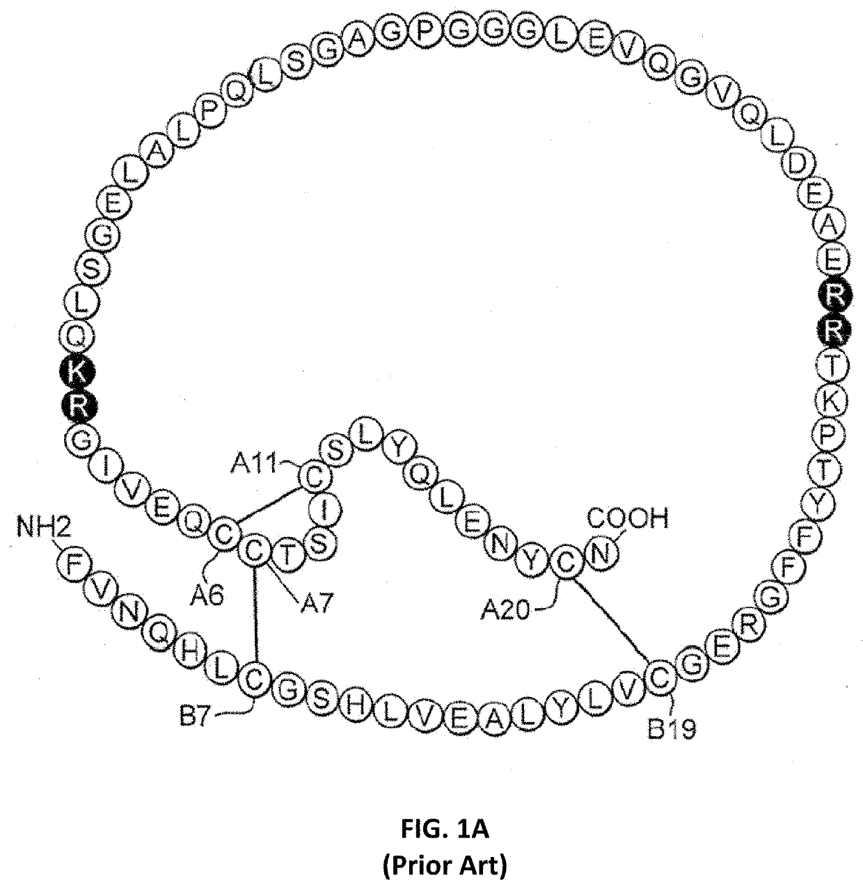 Variant Single-Chain Insulin Analogues