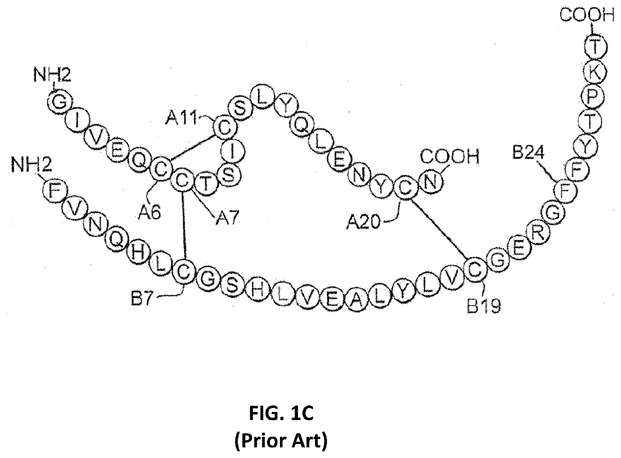 Variant Single-Chain Insulin Analogues