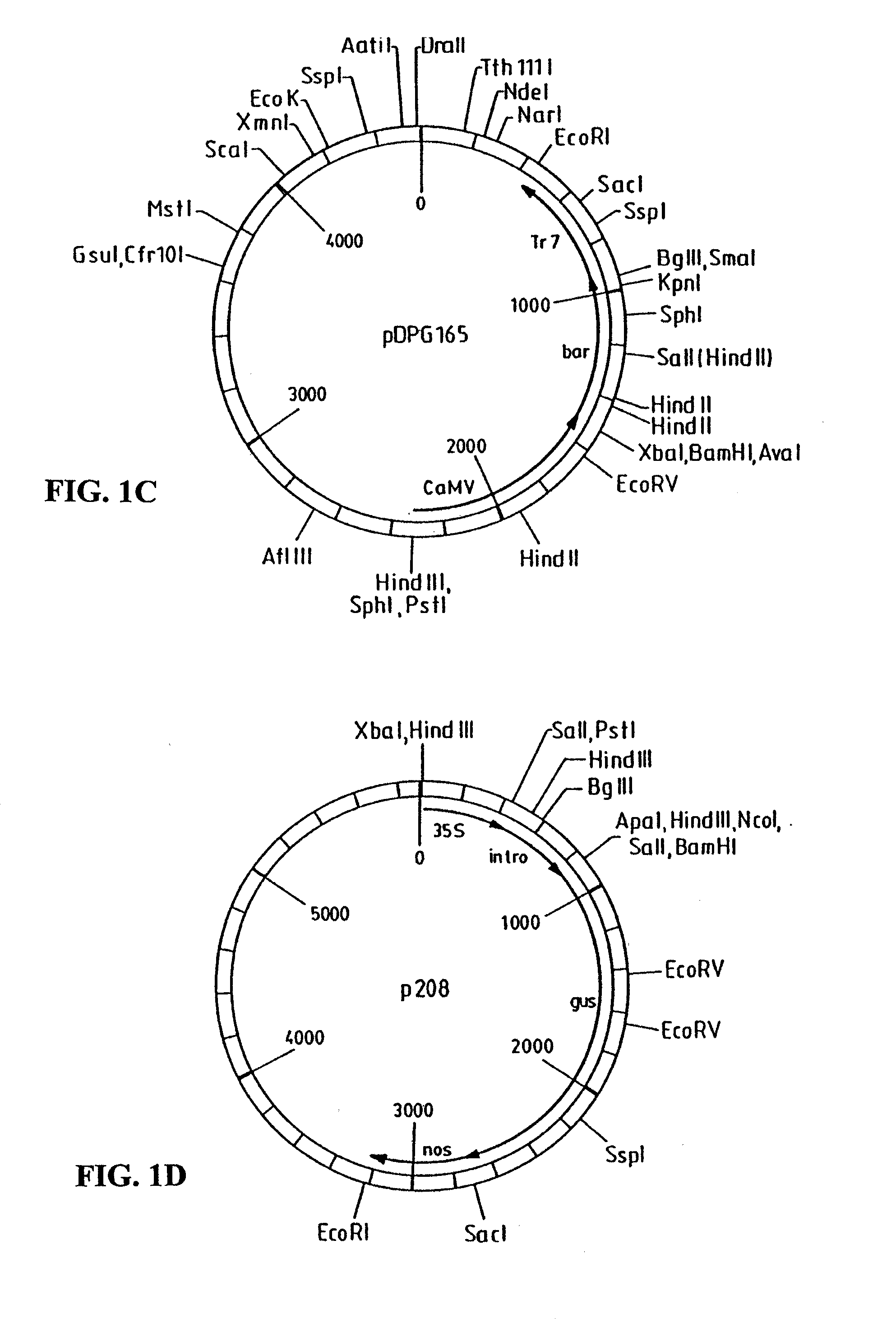 Methods and compositions for the production of stably transformed, fertile monocot plants and cells thereof