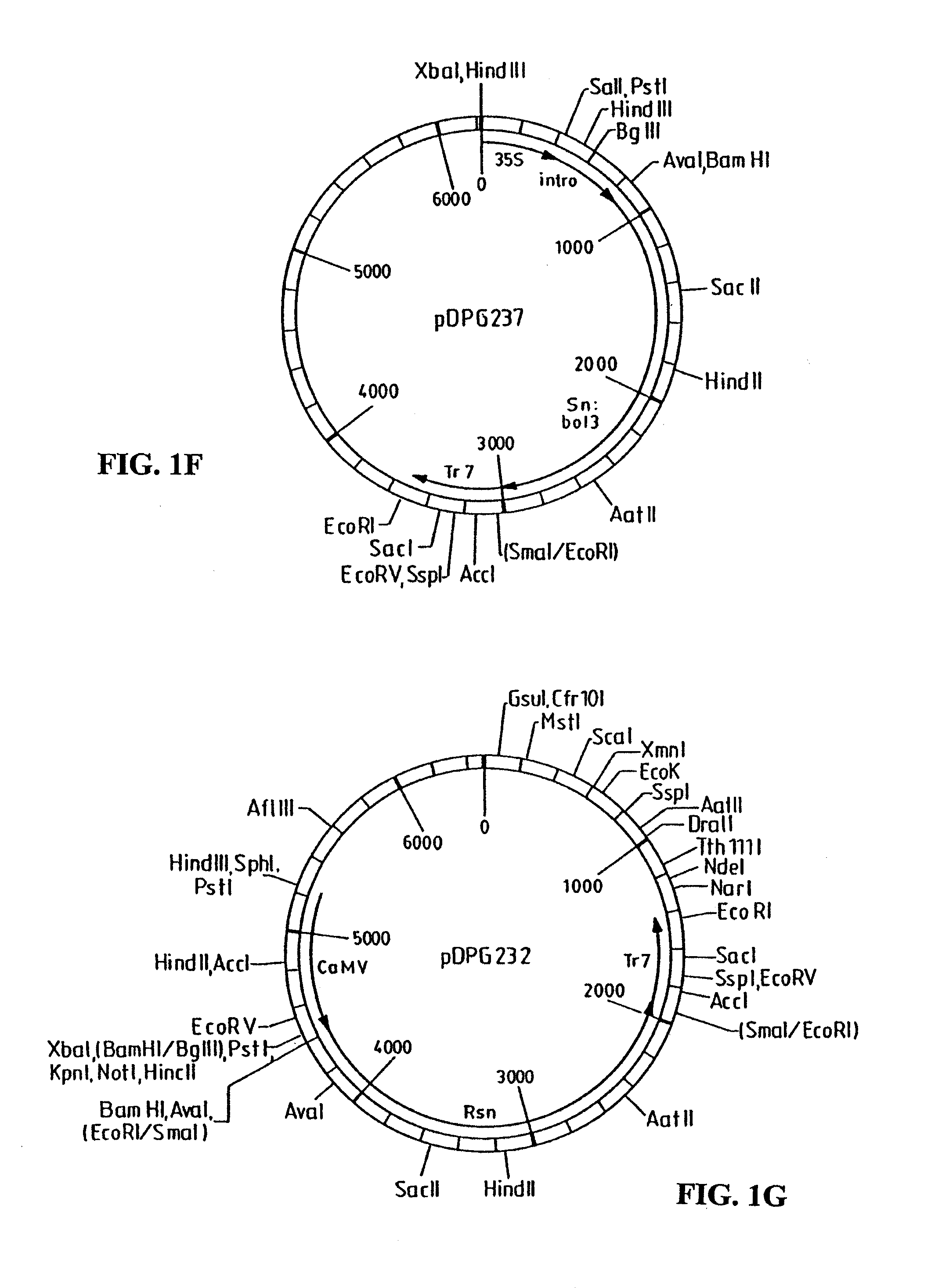 Methods and compositions for the production of stably transformed, fertile monocot plants and cells thereof