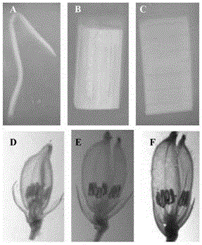 Identification and application of plant anther specific expression promoter