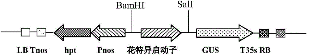 Identification and application of plant anther specific expression promoter