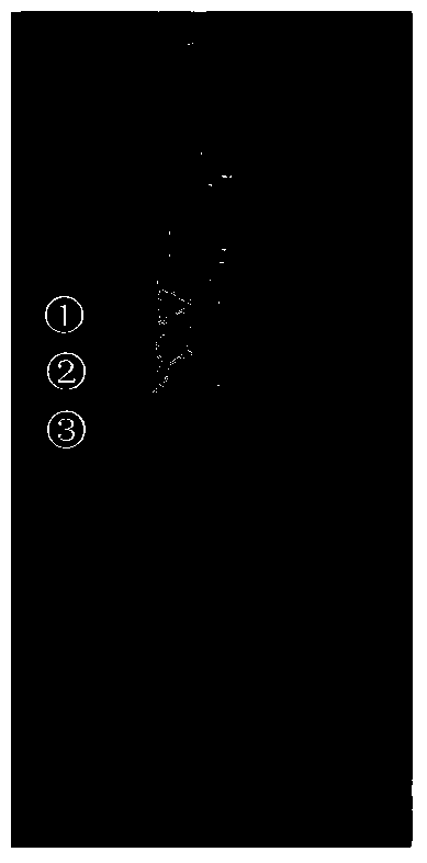 Method for measuring distance and height by vehicle-mounted monocular camera based on vertical type target