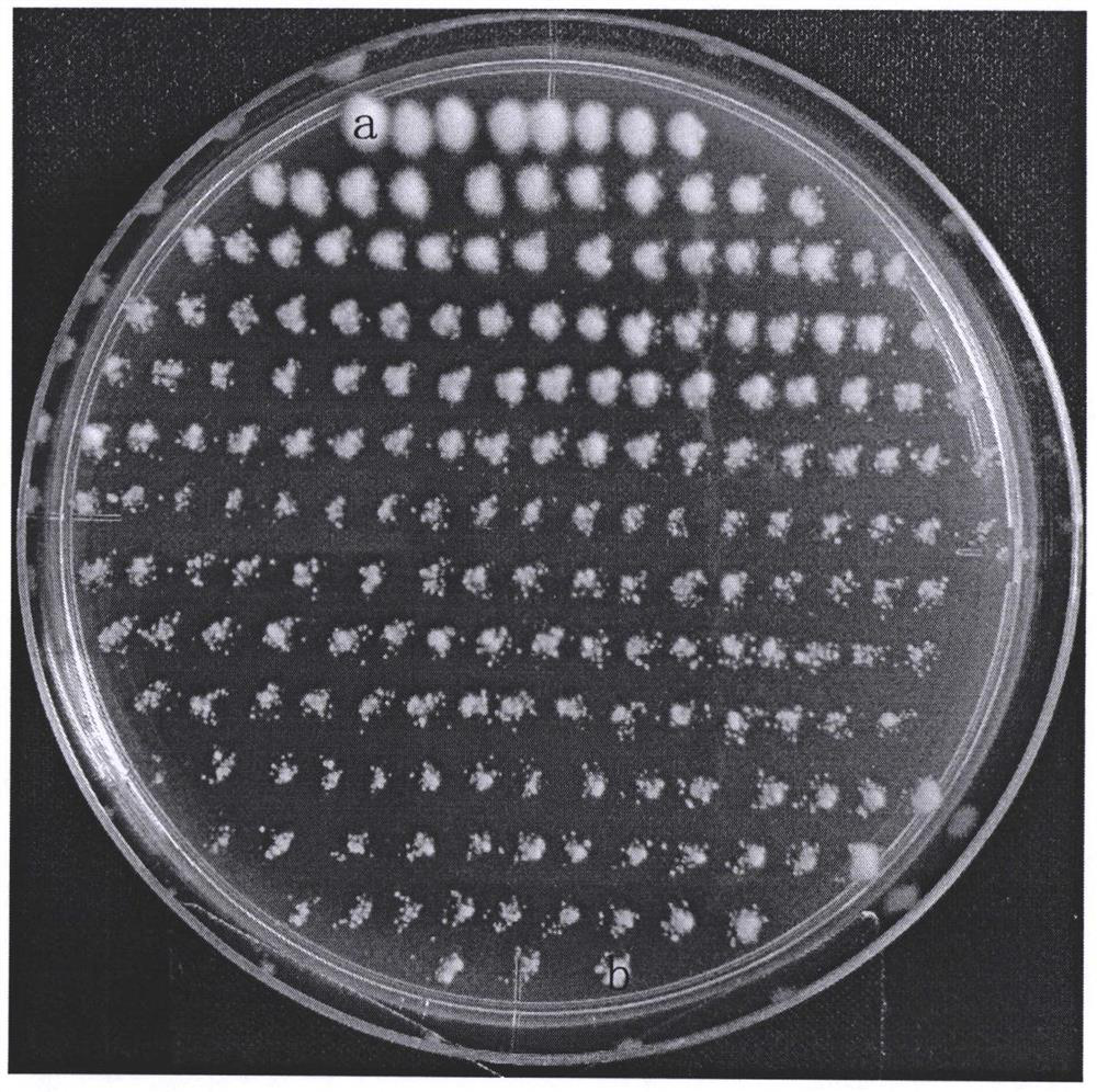 Transferring and dispersing method for thin-wall conidia of ustilaginoidea virens